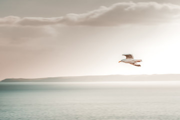 Fototapeta na wymiar Birds flying white grey white seagull nature wildlife park natural the Old Head Kinsale Ireland