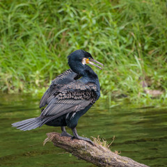 Cormorant lake Cork Ireland wings nature natural life