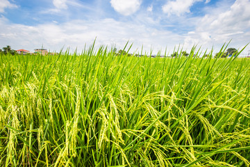 Green field of paddy rice plantation sunny day colorful sky