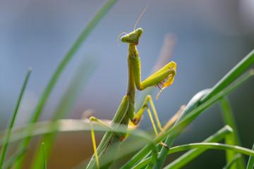 praying mantis