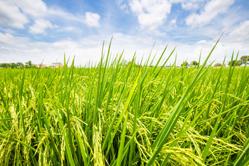 Green field of paddy rice plantation sunny day colorful sky