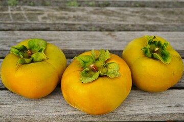 Three freshly picked  orange persimmon kaki fruits