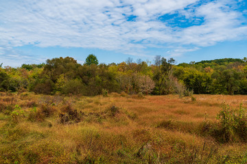 landscape with trees and blue sky
