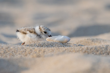 A Piping Plover hatchling drinking water from a shell.