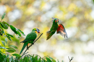 Scaly breasted and Rainbow Lorikeet.
