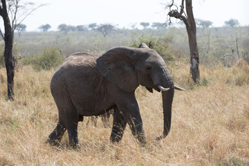 Fototapeta premium Elephants (Loxodonta africana) in Tanzania Africa 
