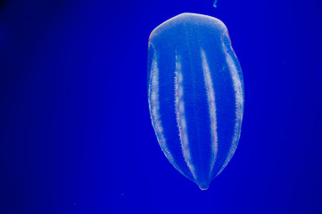 海の中を漂うクラゲ