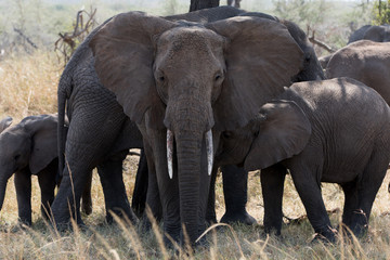Fototapeta premium Elephants (Loxodonta africana) in Tanzania Africa 
