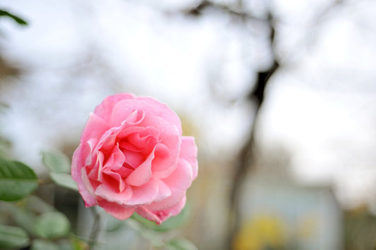 pink rose in the garden