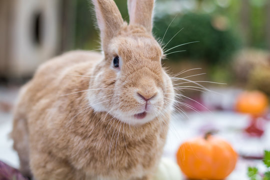 Rufus rabbit surrounded by colorful fall leaves, pumpkins and mums, fall scene with funny expression on face