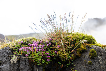 Iceland's Geo Thermal Area 