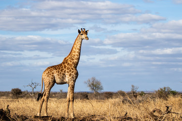 Giraffe on the savannah with a blue sky with clouds in Kruger National Park in South Africa