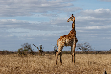 Naklejka na ściany i meble Giraffe on the savannah with a blue sky with clouds in Kruger National Park in South Africa