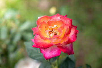 Roses in the garden