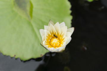Blooming Lotus flowers with bees collecting pollen from its nectar.