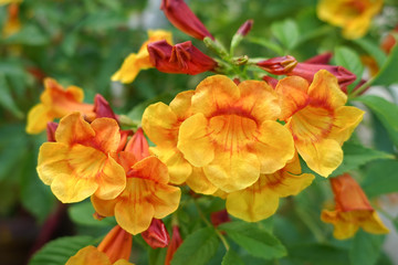 Tecoma 'Orange Jubilee', Orange Jubilee Esperanza, Orangebells, Orange Trumpet Bush