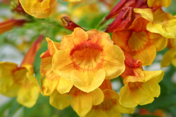 Tecoma 'Orange Jubilee', Orange Jubilee Esperanza, Orangebells, Orange Trumpet Bush
