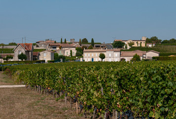 Fototapeta na wymiar vineyard in Saint Emilien