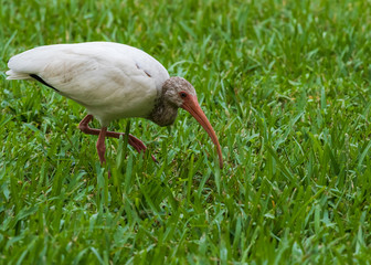 Immature White Ibis scavenging on lawn