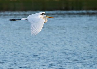 Great Egret in flight at local pond.