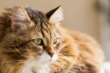 Long haired cat in relax indoor, siberian purebred domestic animal