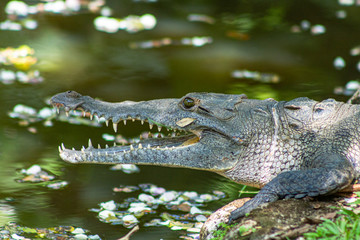 crocodile with mouth open