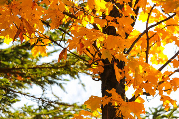 Colorful beautiful maple leaves in autumn, St-Bruno, Quebec, Canada