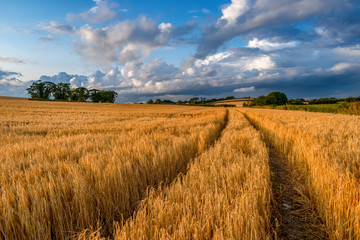 Wheat Fields