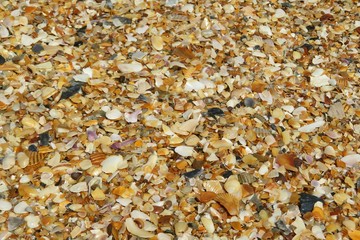 Seashells background in Atlantic coast of North Florida