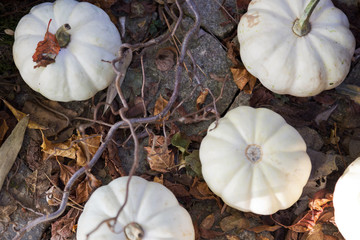 Czech agriculture and farming - autumnal pumpkins in the garden