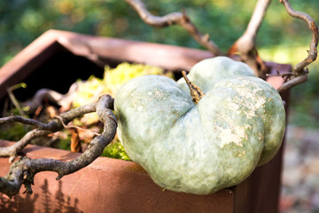 Czech agriculture and farming - autumnal pumpkins in the garden