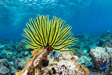 A bright yellow crinoid fans its tentacles out to feed on plankton flowing over a reef in...