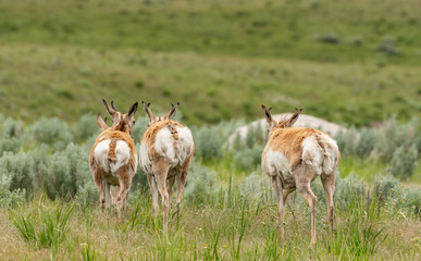 Pronghorn Antelopes Run Across Field