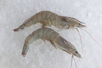 Fresh shrimps or prawns on Ice in the market for sell