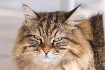Long haired cat in relax indoor, siberian purebred domestic animal