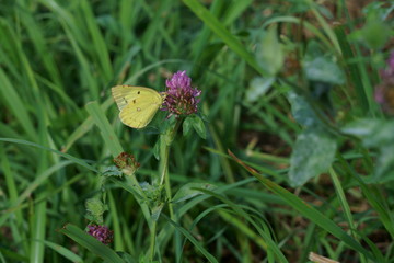 ムラサキツメクサの花にモンキチョウ