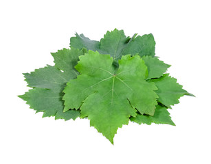 Grape leaves on white background
