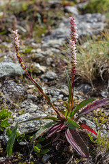 Alpine wild flower Bistorta vivipara (alpine bistort), Aosta valley, Cogne, Italy. Photo taken at an altitude of 2600 meters.