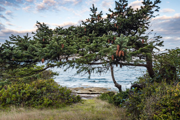 pine trees and green bushes  near the rocky coast line on a windy day under cloudy sky