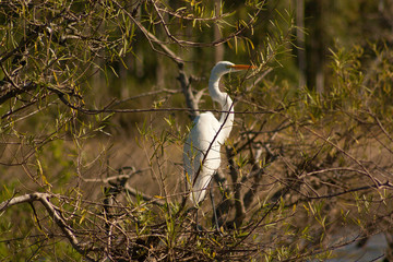 White heron bird on branch in its habitat