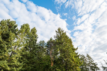dense trees  with green leaves under cloudy blue sky on a sunny day