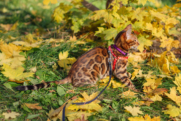 Cute little bengal kitty walking on the fallen yellow maple leaves