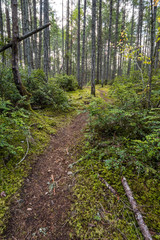 a narrow trail inside forest surrounded by dense trees and bushes