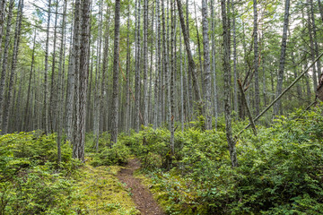 a narrow trail inside forest surrounded by dense trees and bushes