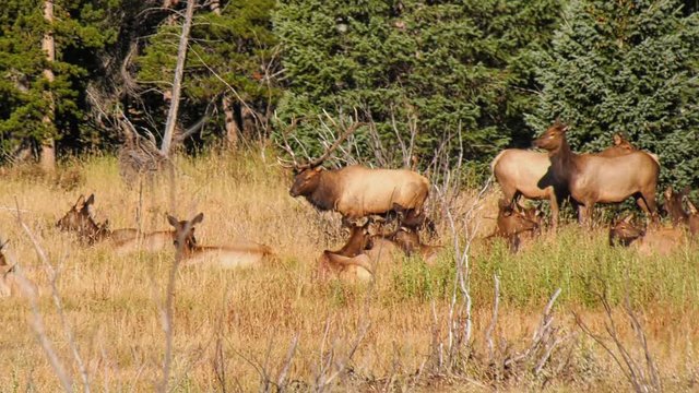 Bull elk walks past his herd of cows