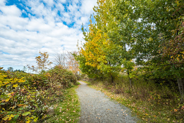 Obraz premium trail in the park under the sun with dense trees with golden leaves on both sides under cloudy blue sky