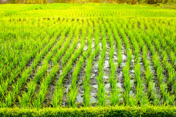 Jatiluwih rice terraces, Beautiful rice fields steps, Destination is popular for tourists in Bali...