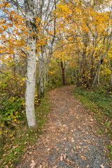 Fototapeta premium path inside forest in the park with fallen leaves covered surface and trees on both sides turning yellow
