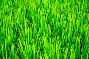 Obraz premium Jatiluwih rice terraces, Beautiful rice fields steps, Destination is popular for tourists in Bali and has been designated the prestigious UNESCO world heritage site. Bali Rice Terraces. Indonesia.