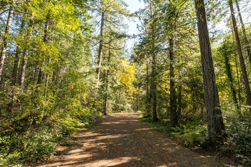 trail inside forest hitting by the sunlight through the dense foliage of tall trees on both sides